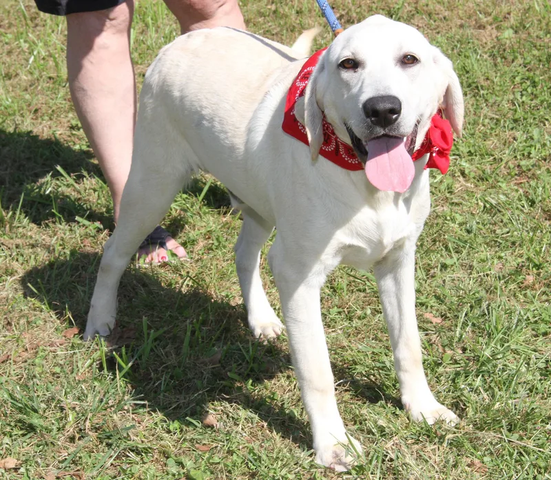 A baby large-sized male White / Cream Yellow Labrador Retriever dog named BiBi for adoption in Marietta, OH