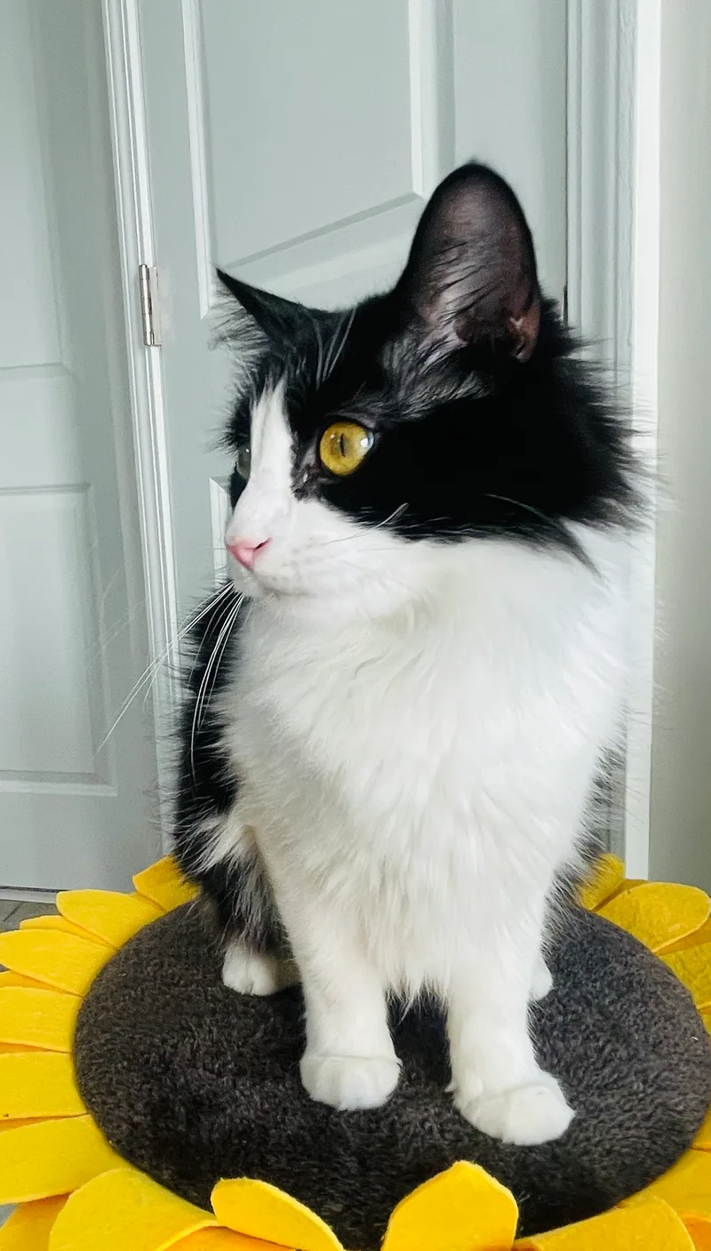 Dutchess thumbnail 2