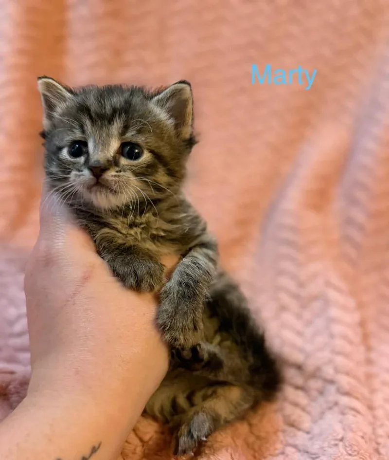 A baby medium-sized male Domestic Short Hair cat named Marty for adoption in Johnson City, TN