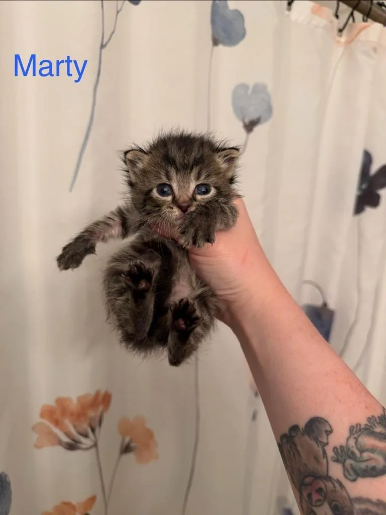 Marty thumbnail 3