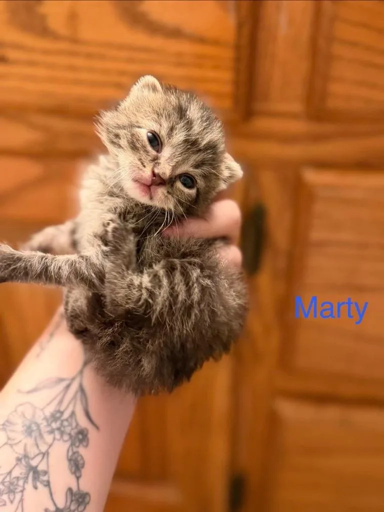 Marty thumbnail 6