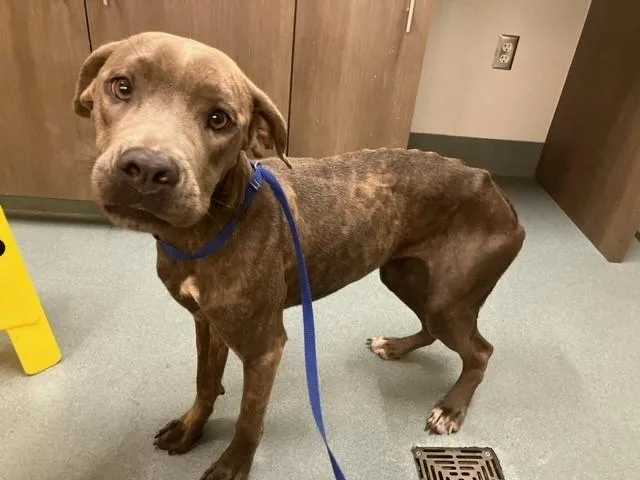 A young medium-sized female Pit Bull Terrier dog named Nanny for adoption in Baytown, TX