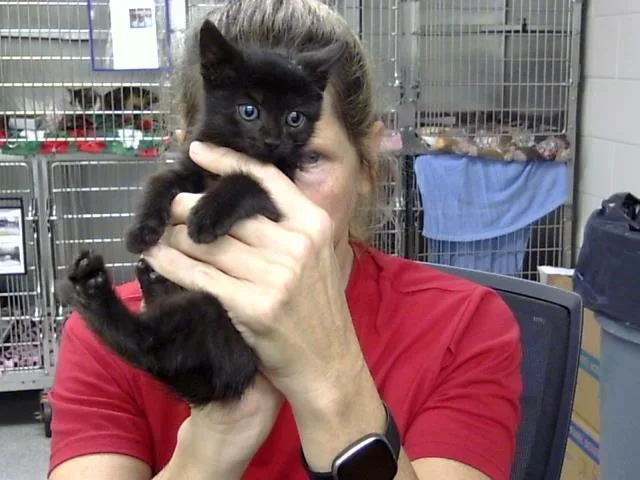 A baby small-sized female Domestic Short Hair cat named A for adoption in Pasadena, TX