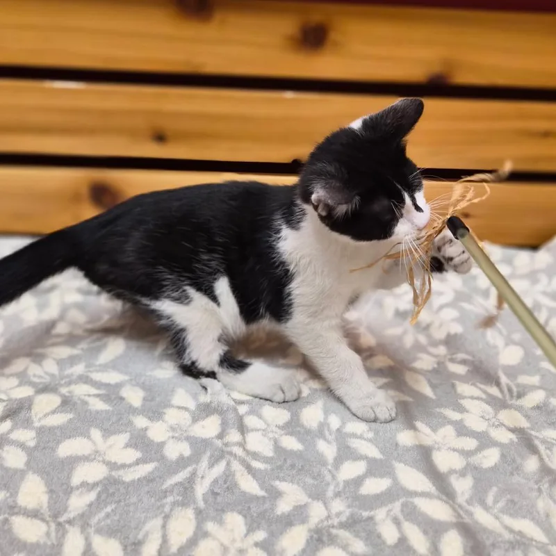 A baby small-sized male Domestic Short Hair cat named Armani for adoption in Woodstock, IL