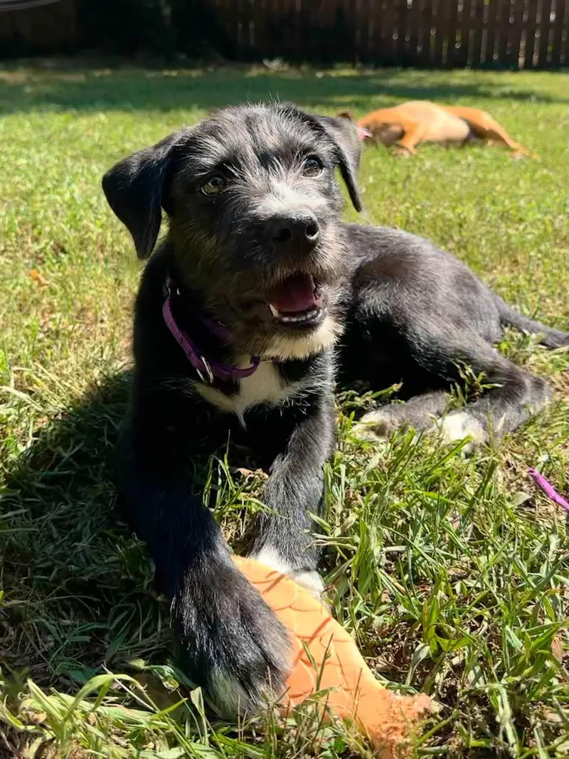 A young medium-sized male Terrier dog named Bojack for adoption in Greenville, SC