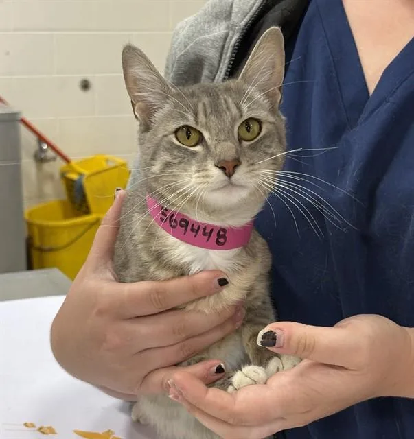 A young medium-sized female Domestic Short Hair cat named Queenie for adoption in Upper Marlboro, MD
