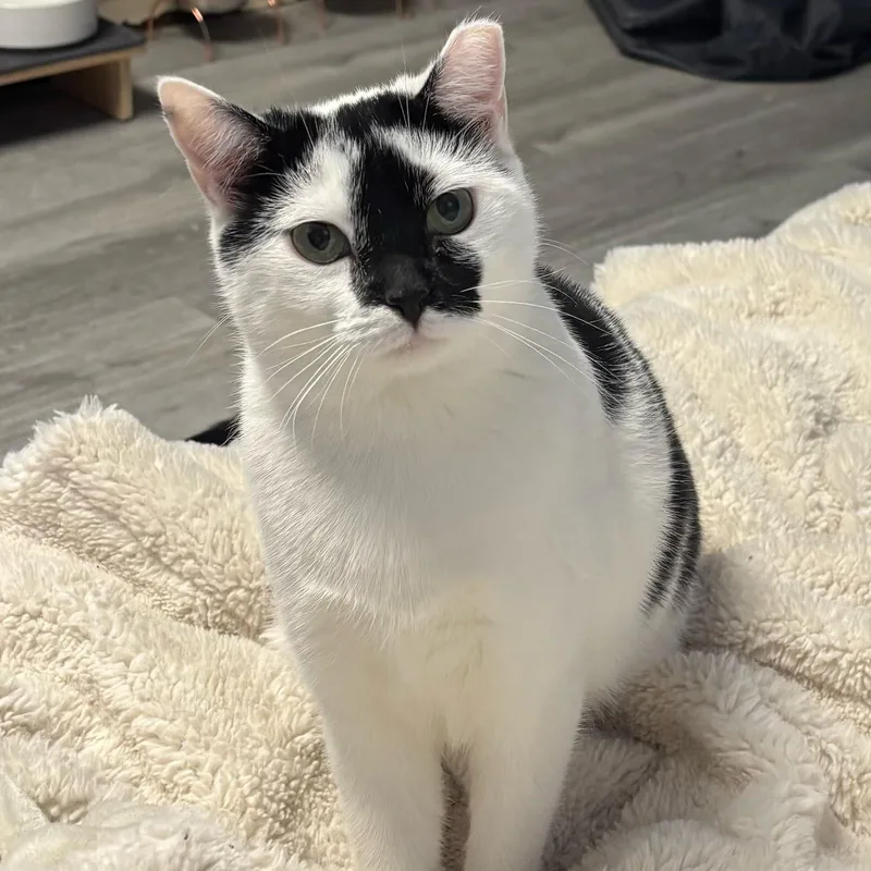An adult medium-sized female Black & White / Tuxedo Domestic Short Hair cat named Pearl for adoption in West Orange, NJ