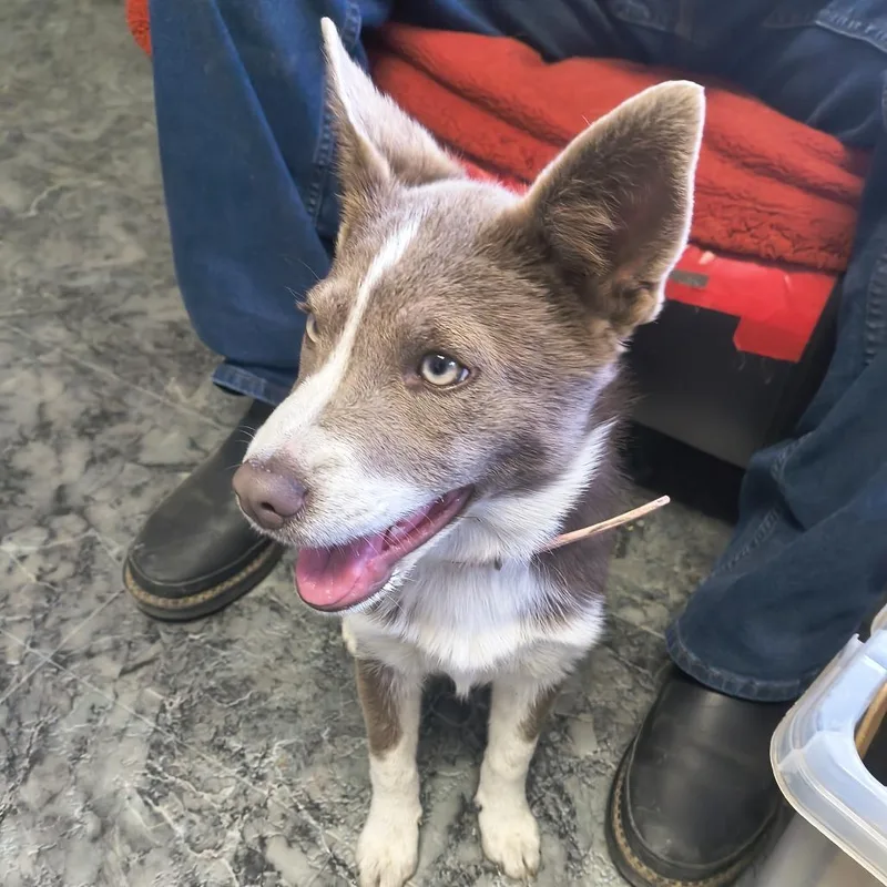 A baby medium-sized female Husky dog named Gem for adoption in Othello, WA
