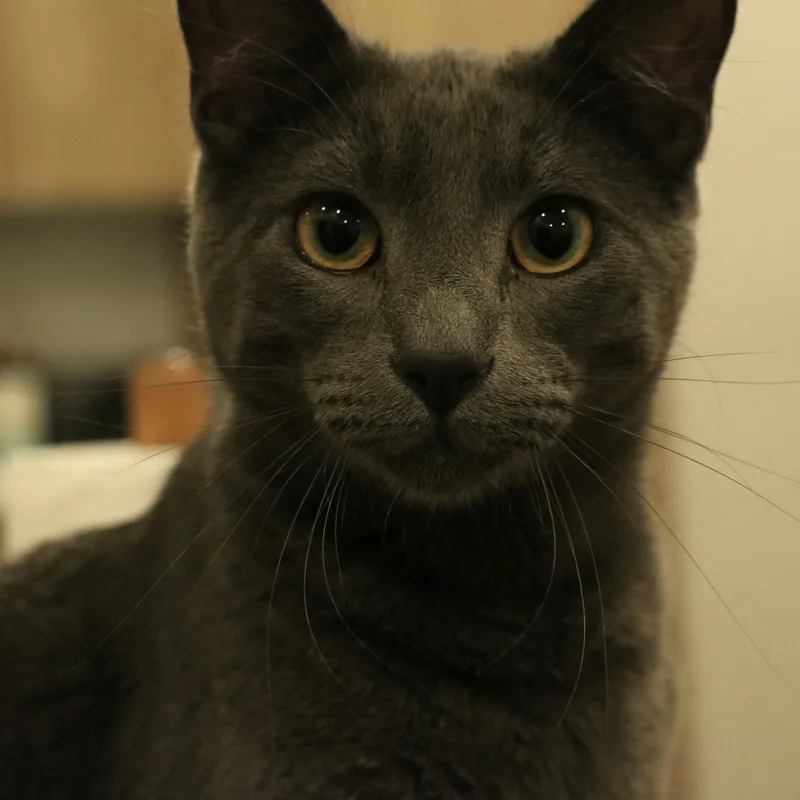A young medium-sized male Russian Blue cat named Babygray for adoption in Santa Fe, NM