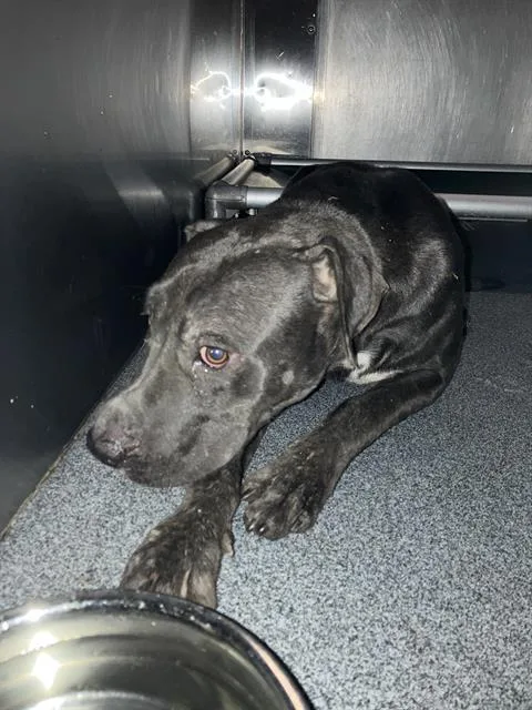 A young large-sized female Pit Bull Terrier dog named Donnie for adoption in Dallas, TX