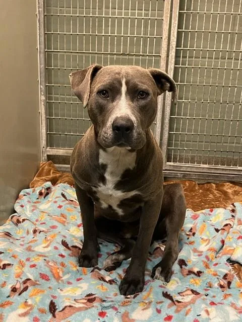 A young large-sized male Mixed Breed dog named Oscar for adoption in Jacksonville, FL