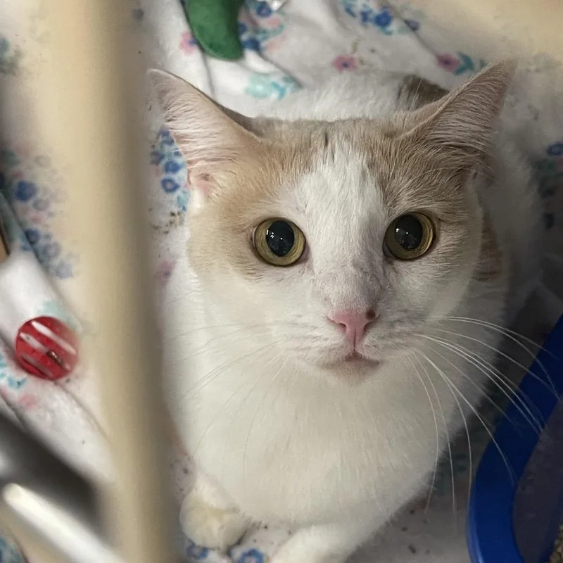 An adult medium-sized female White Domestic Short Hair cat named Lady for adoption in Tulsa, OK