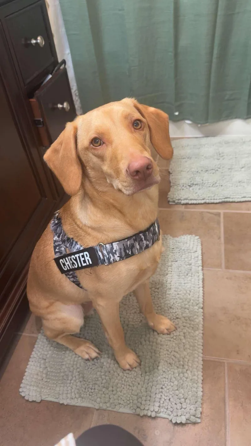 An adult large-sized male Labrador Retriever dog named Chester for adoption in Byron, IL