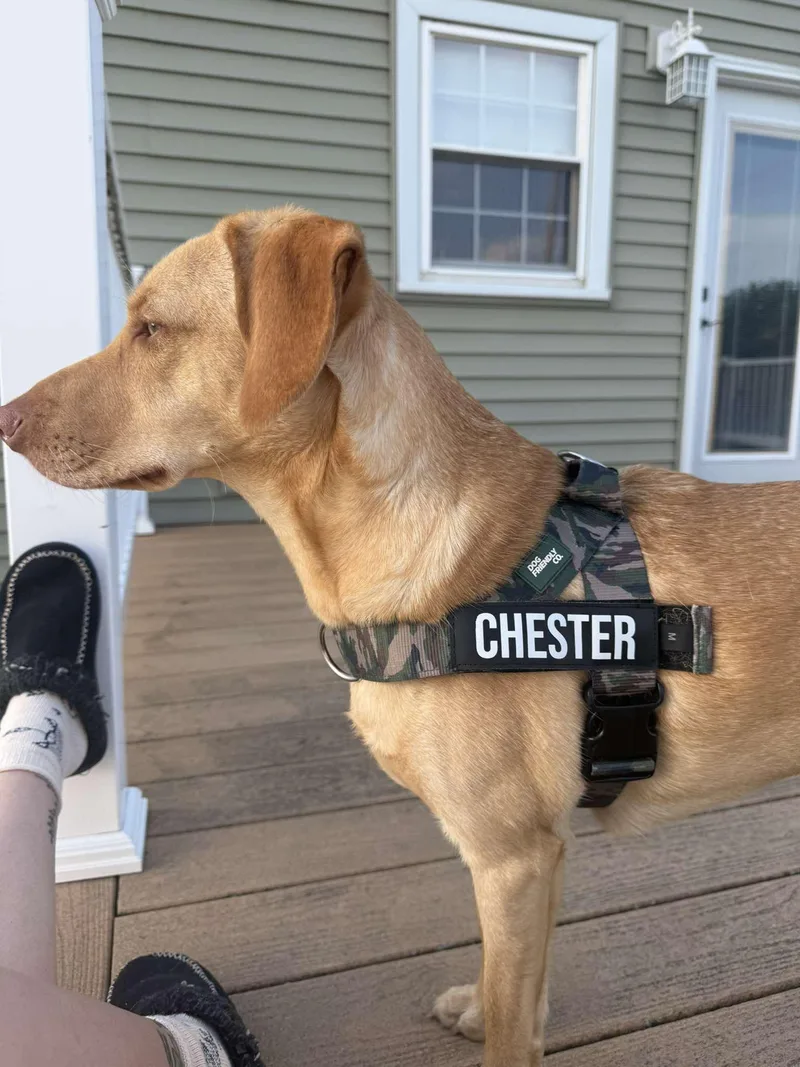 Chester thumbnail 2
