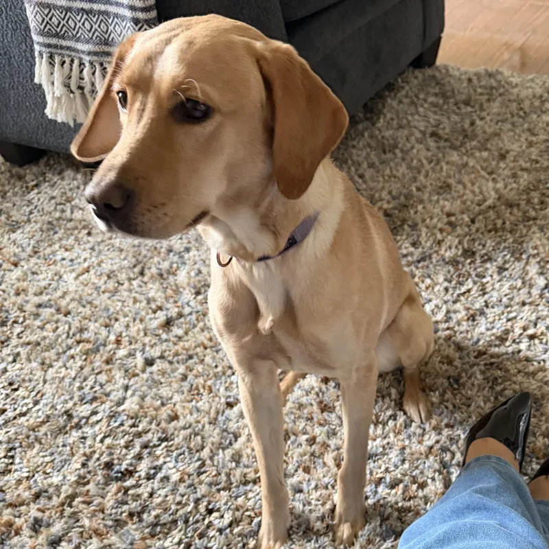 Nala