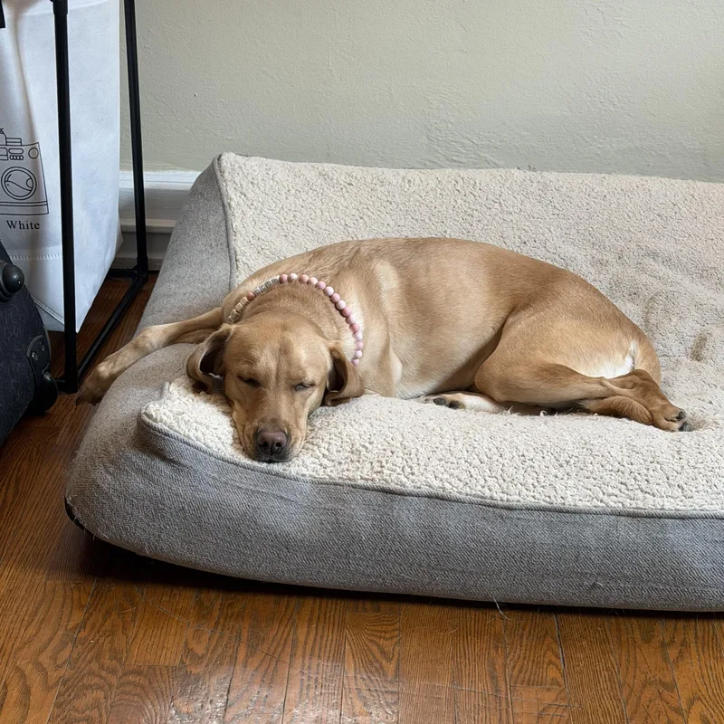 Nala thumbnail 2