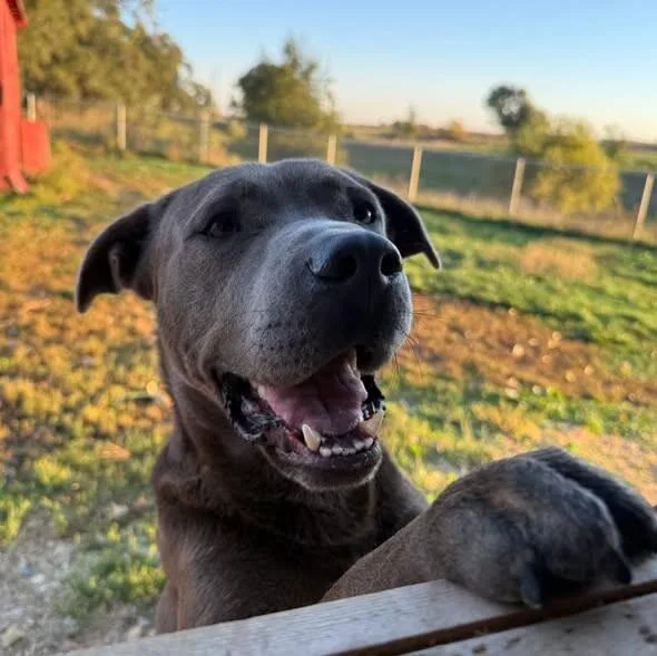 An adult large-sized male Labrador Retriever dog named Bubs for adoption in Yankton, SD