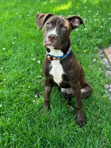 A baby medium-sized female Brown / Chocolate Labrador Retriever dog named Godiva for adoption in Tinley Park, IL