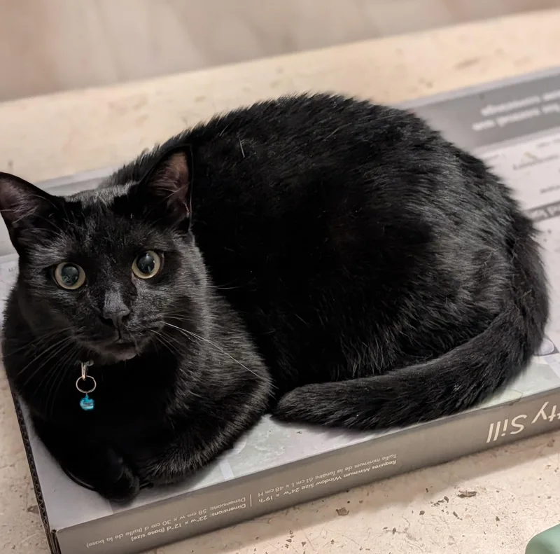 A young medium-sized male Black Domestic Short Hair cat named Keefer for adoption in Jacksonville, FL