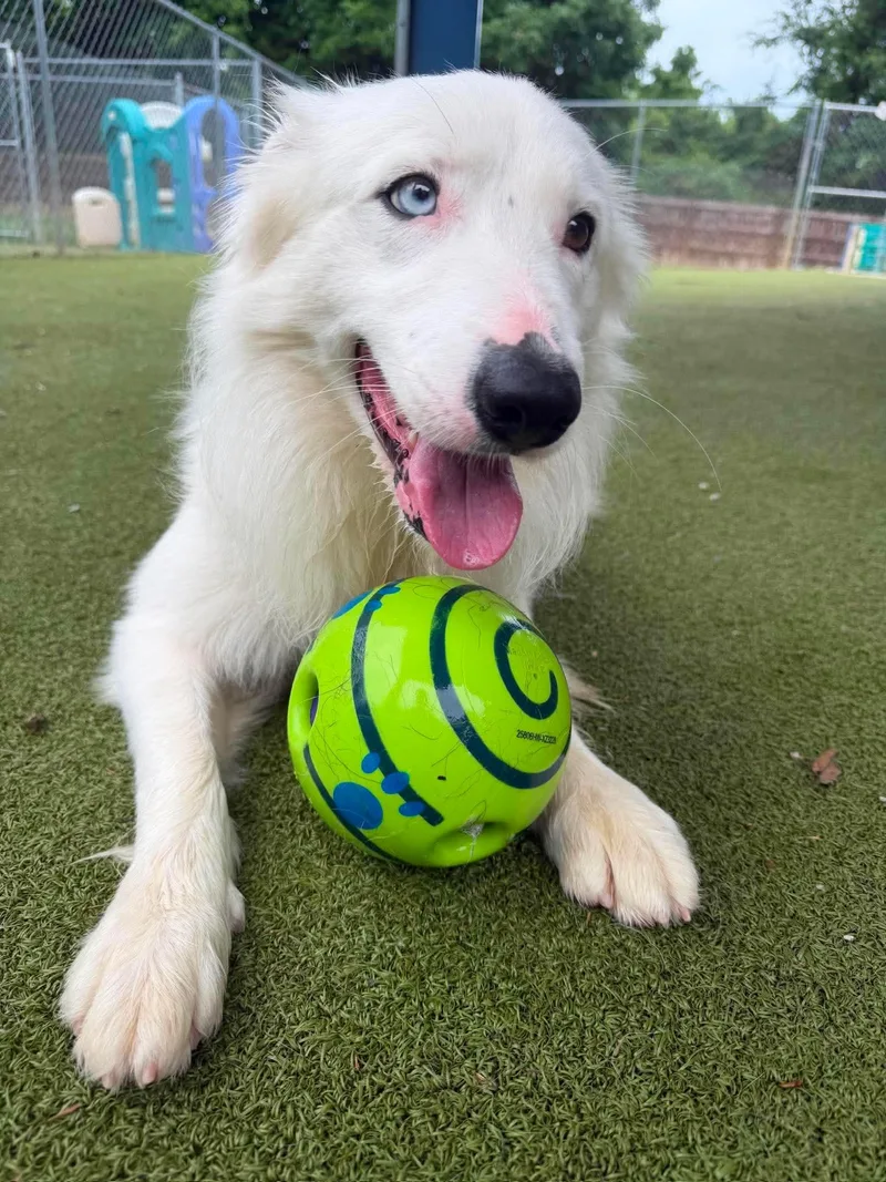 An adult medium-sized male White / Cream Border Collie dog named Flash for adoption in Radcliff, KY