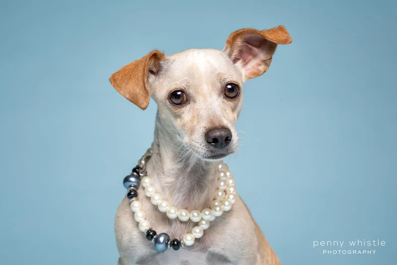 An adult small-sized female Chiweenie dog named Renata for adoption in Coppell, TX