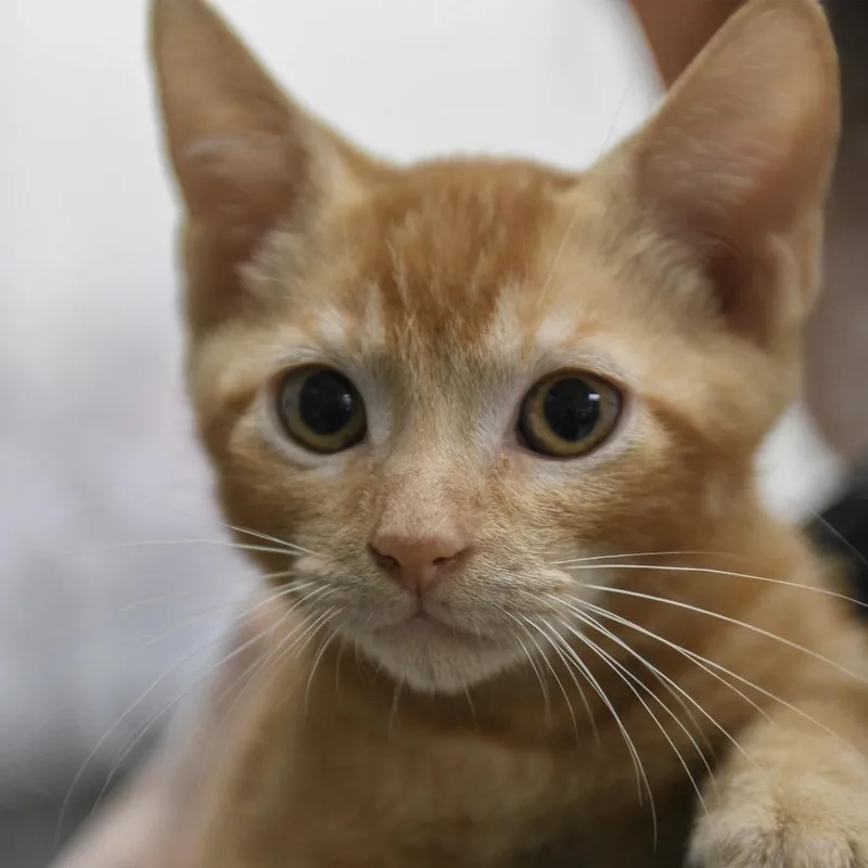 A baby small-sized male Domestic Short Hair cat named Hokulani for adoption in Redwood City, CA