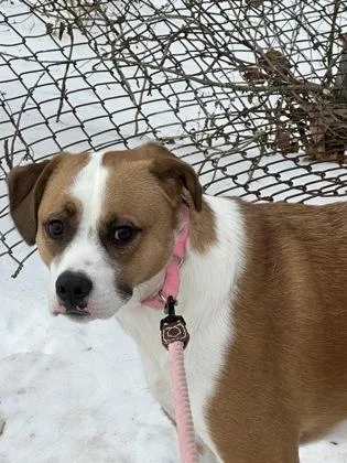 Harley Fka Boone thumbnail 2