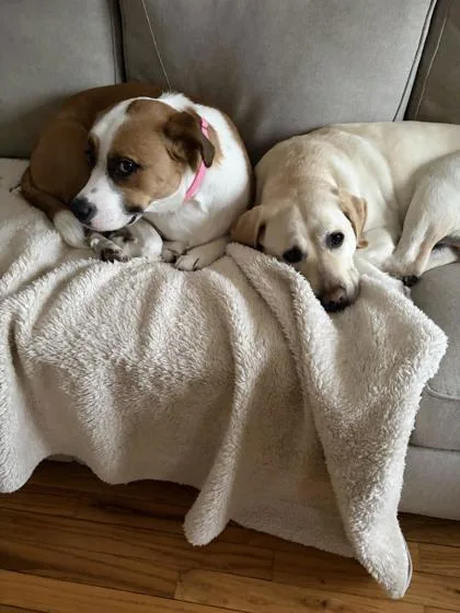 Harley Fka Boone thumbnail 3