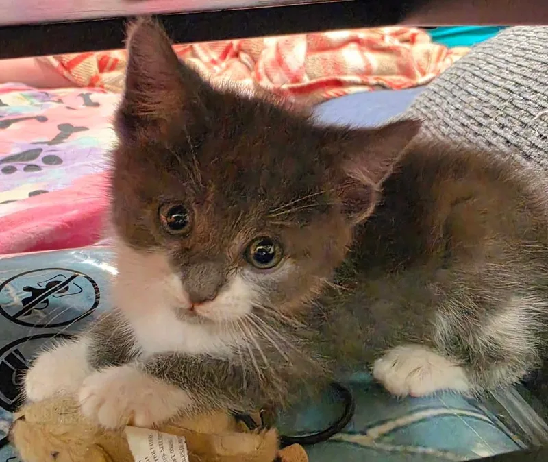 A baby medium-sized male Gray & White Domestic Short Hair cat named Equal for adoption in Evansville, IN