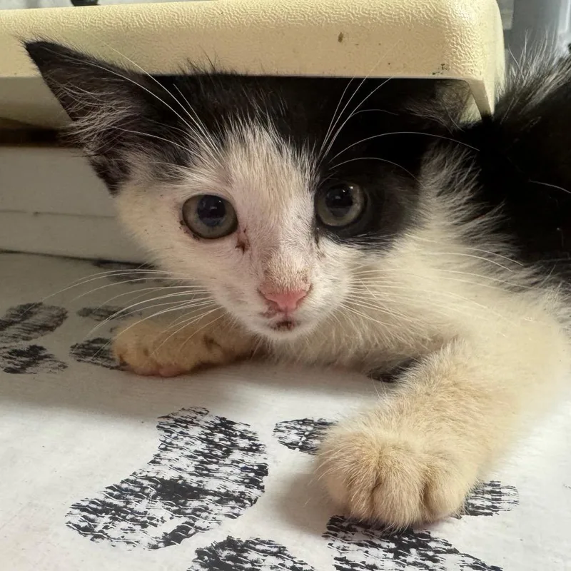 A baby small-sized male White Domestic Medium Hair cat named Pingu for adoption in Greenville, SC