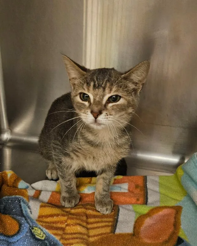 A young medium-sized female Domestic Short Hair cat named Eagle Rock for adoption in Disputanta, VA