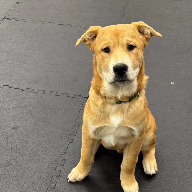 A young medium-sized male Apricot / Beige Chow Chow dog named Fry for adoption in North Bend, OR