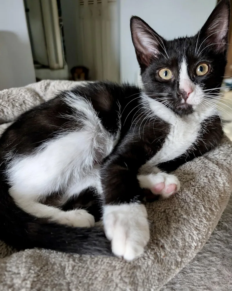 A baby medium-sized female Domestic Short Hair cat named Perpetua for adoption in Jeffersonville, IN