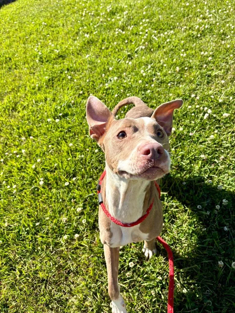 An adult medium-sized female Pit Bull Terrier dog named Ruth for adoption in New Bern, NC