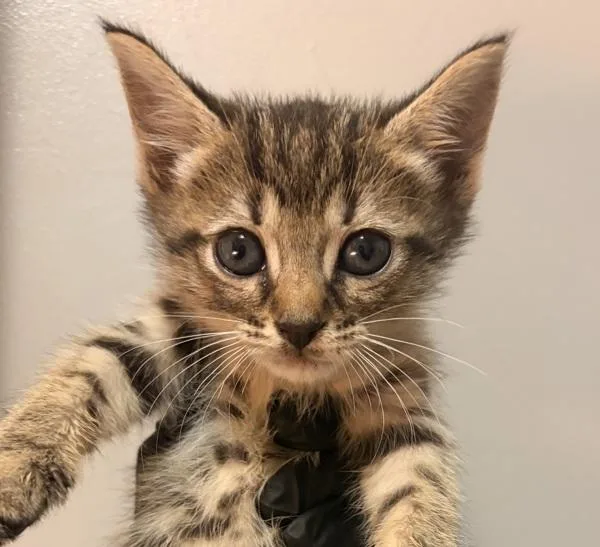 A baby small-sized male Domestic Short Hair cat named Rhinestone for adoption in Oakland, CA