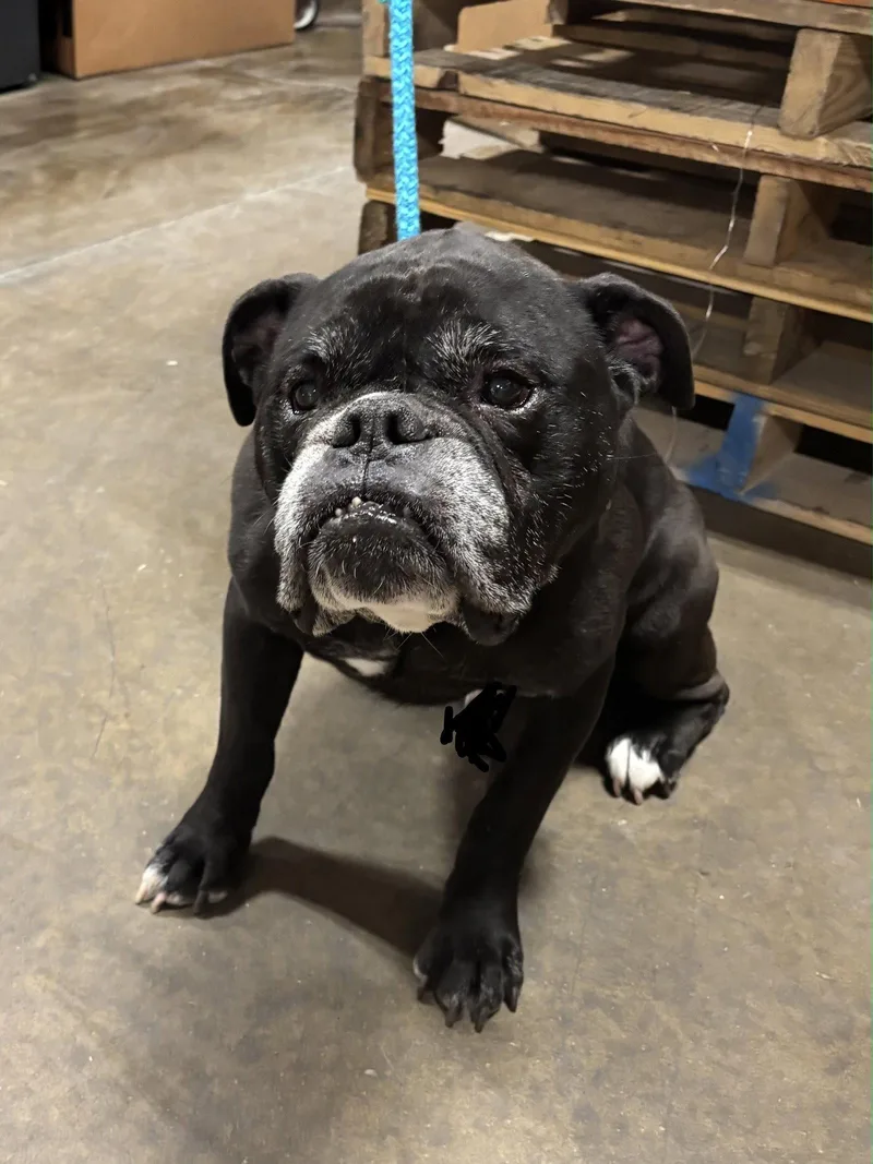 An adult medium-sized male American Bulldog dog named Curtesy Post   for adoption in Cuyahoga Falls, OH