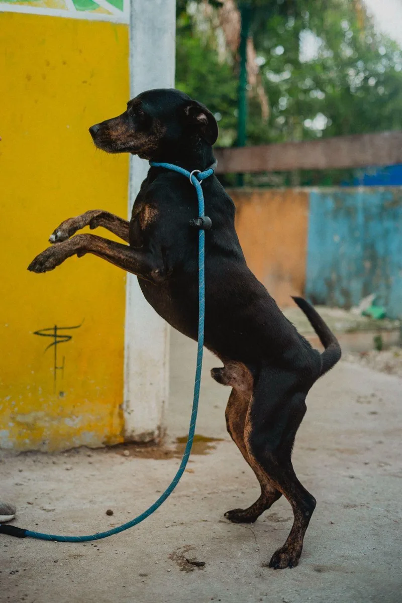 An adult medium-sized male Doberman Pinscher dog named Shadow for adoption in New York, NY