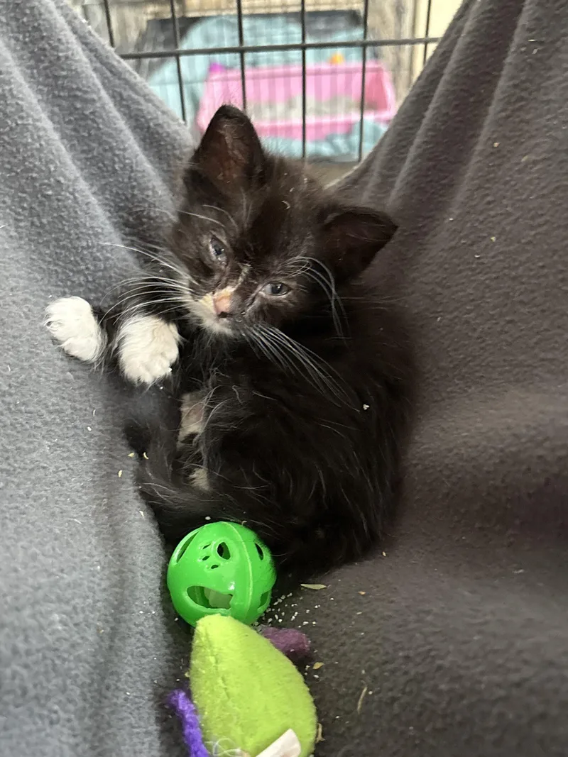 A baby small-sized female White Domestic Short Hair cat named Suzie Q for adoption in Sanford, NC