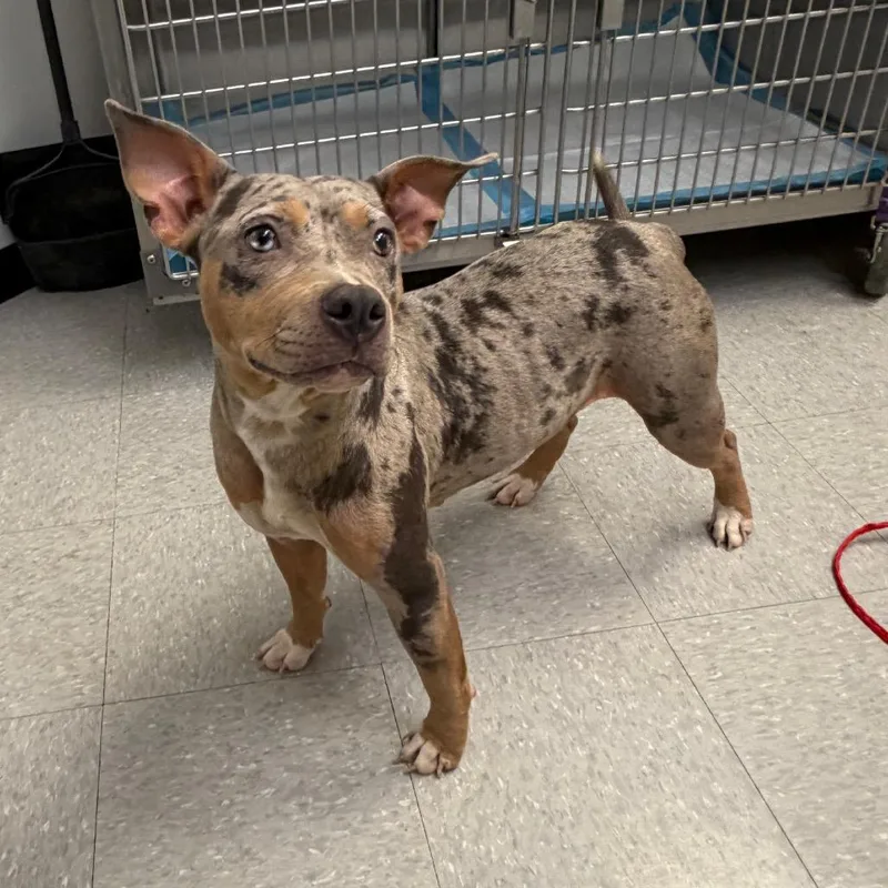 A young medium-sized female Brown / Chocolate Catahoula Leopard Dog dog named Davis for adoption in Bastrop, TX