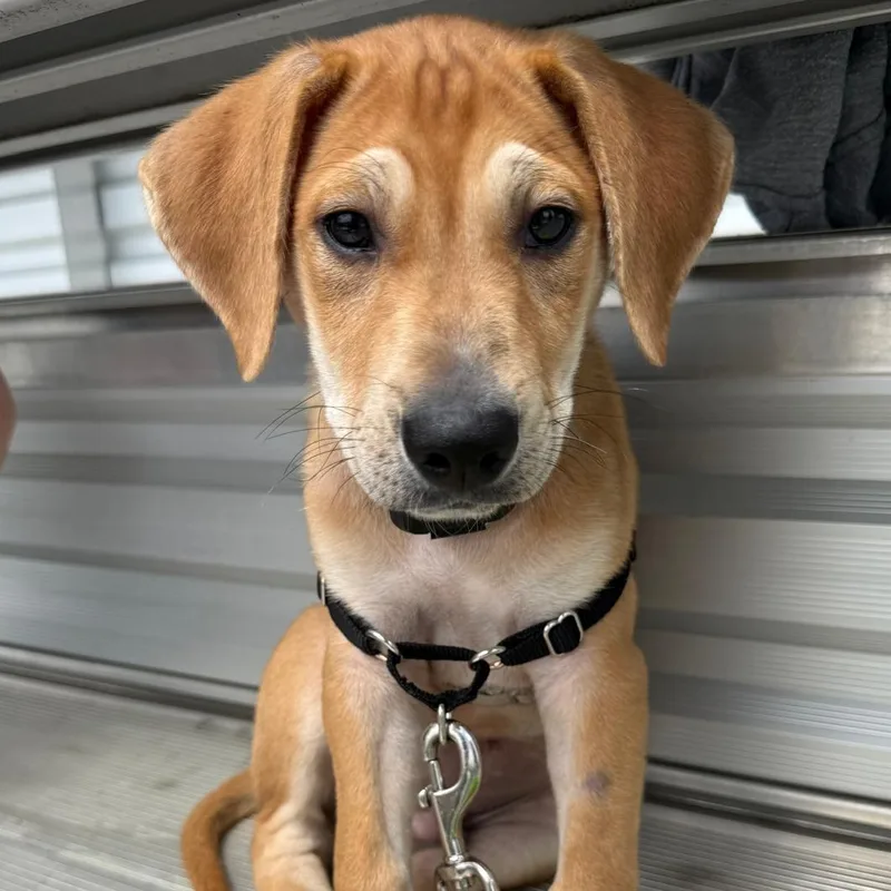 A baby medium-sized male Apricot / Beige Labrador Retriever dog named Bruno for adoption in Baldwin, MD