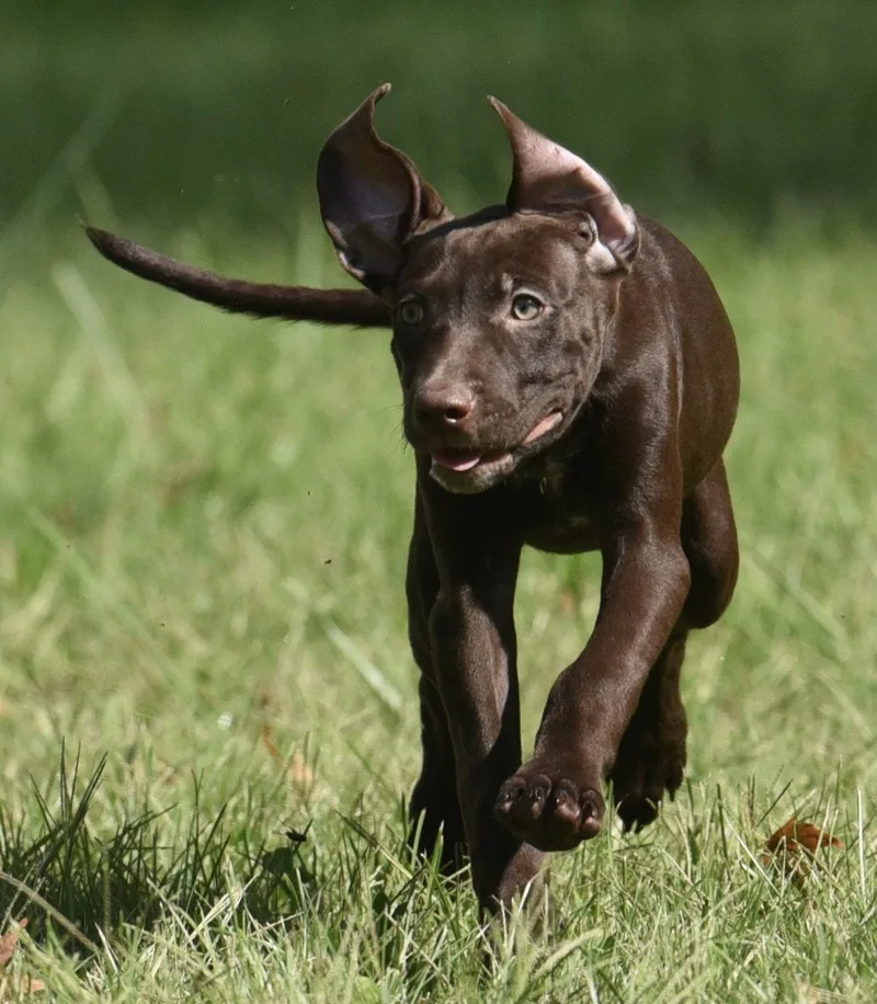 A baby medium-sized female Chocolate Labrador Retriever dog named Friska for adoption in Mechanicsburg, PA