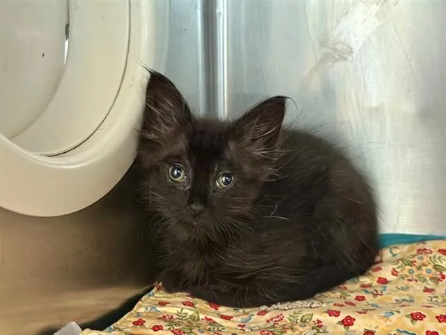 A baby small-sized male Domestic Short Hair cat named Magneto for adoption in Riverside, CA