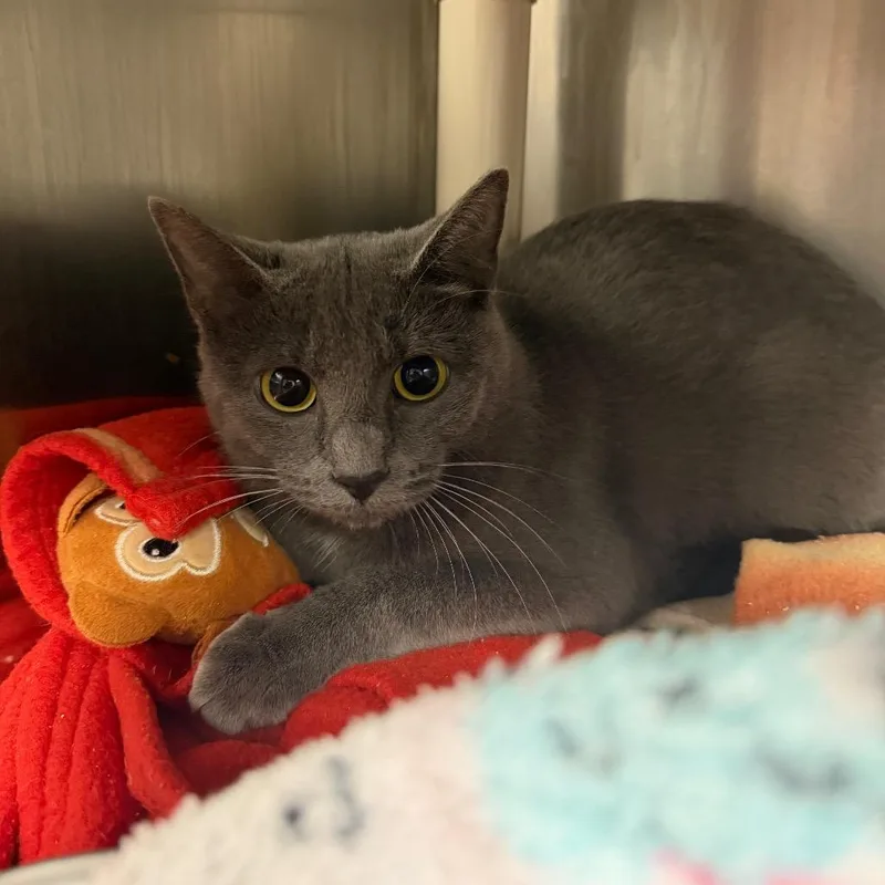 A young medium-sized female Domestic Short Hair cat named Parsley for adoption in Fredericksburg, VA