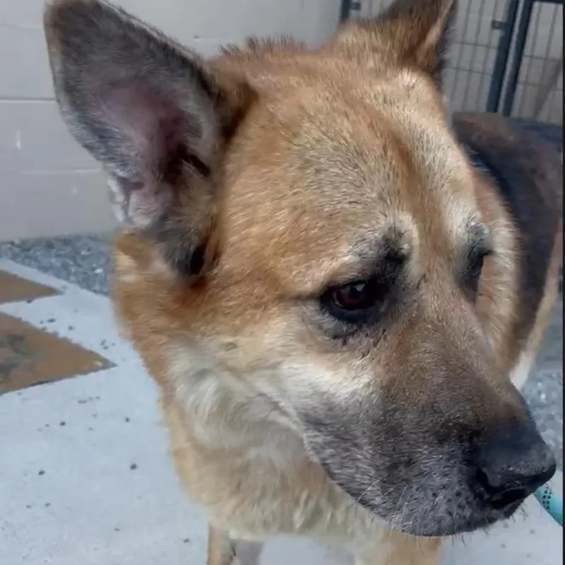 A senior large-sized male German Shepherd Dog dog named Chance for adoption in Pahrump, NV