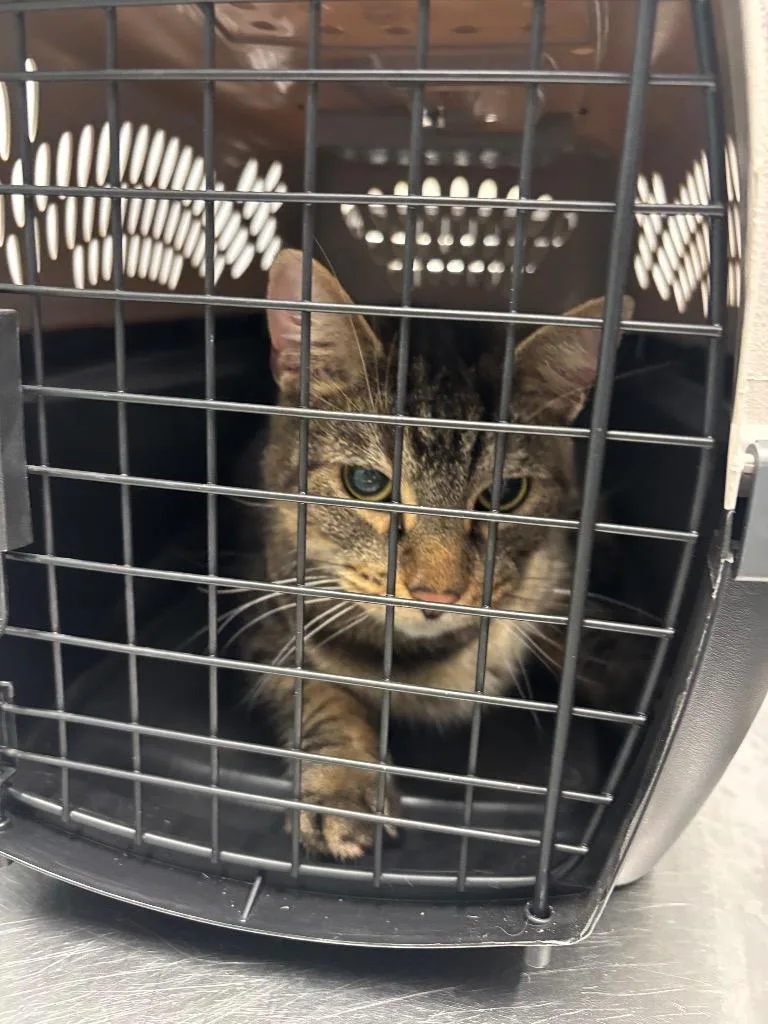 An adult medium-sized male Manx cat named Frankie for adoption in Bloomington, IN