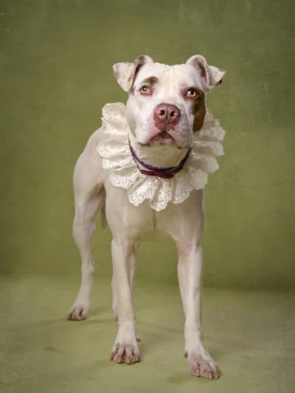 An adult medium-sized female Mixed Breed dog named Dior for adoption in Atlanta, GA