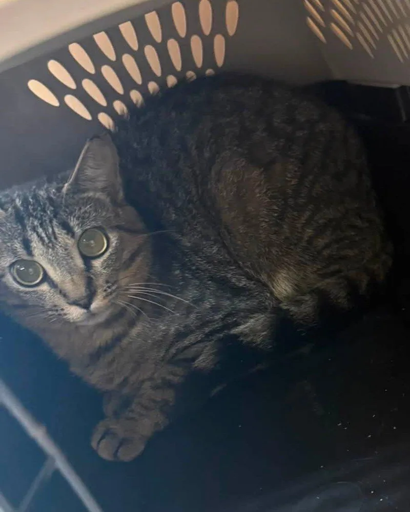 A young small-sized female Tabby (Brown / Chocolate) Domestic Short Hair cat named Betty for adoption in Raleigh, NC