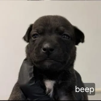 A baby medium-sized female Pit Bull Terrier dog named Beep for adoption in Oceanside, CA