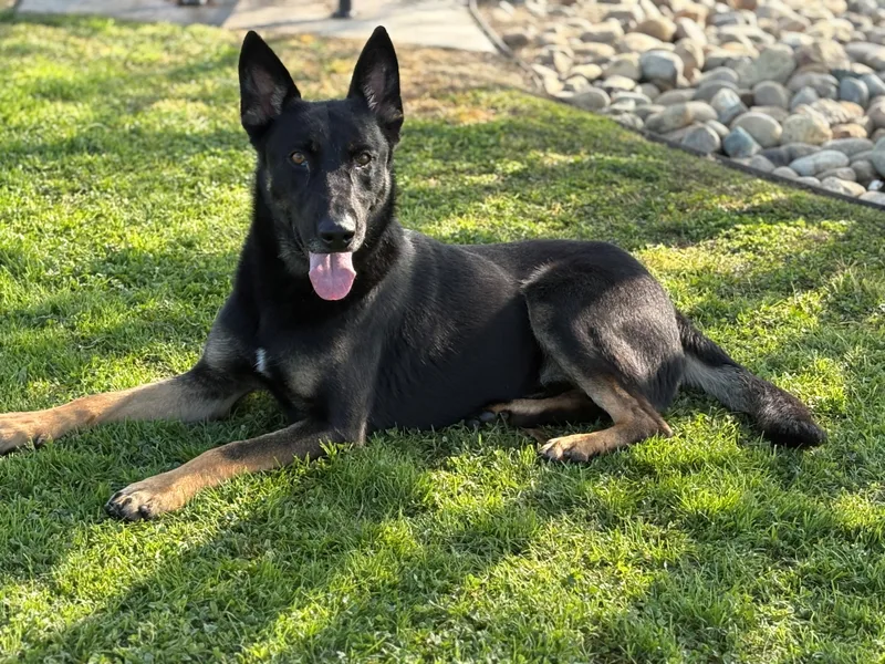 An adult large-sized male Black German Shepherd Dog dog named Manuel for adoption in Delano, CA
