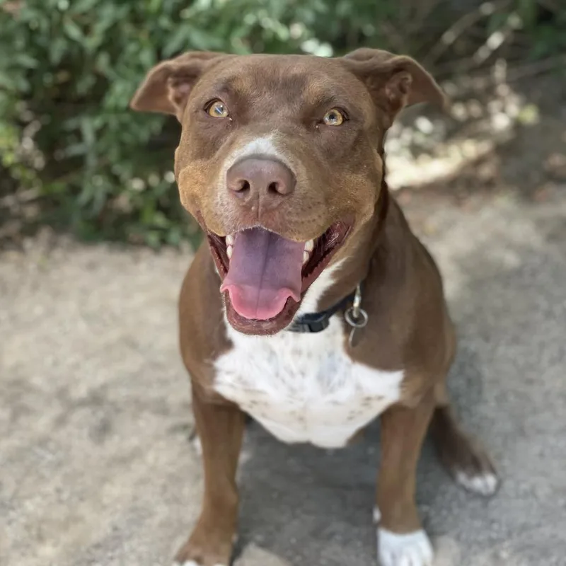 An adult medium-sized female Brown / Chocolate Pit Bull Terrier dog named Hershey for adoption in Riverside, CA